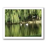 Photo Greeting Card Of The Swans In Boston by Kurt Neumann